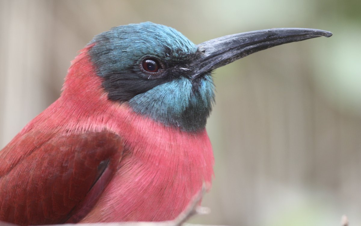 Karminspinte leben im tropischen Afrika nördlich des Äquators und sind auch im Basler Zoo zu beobachten. 