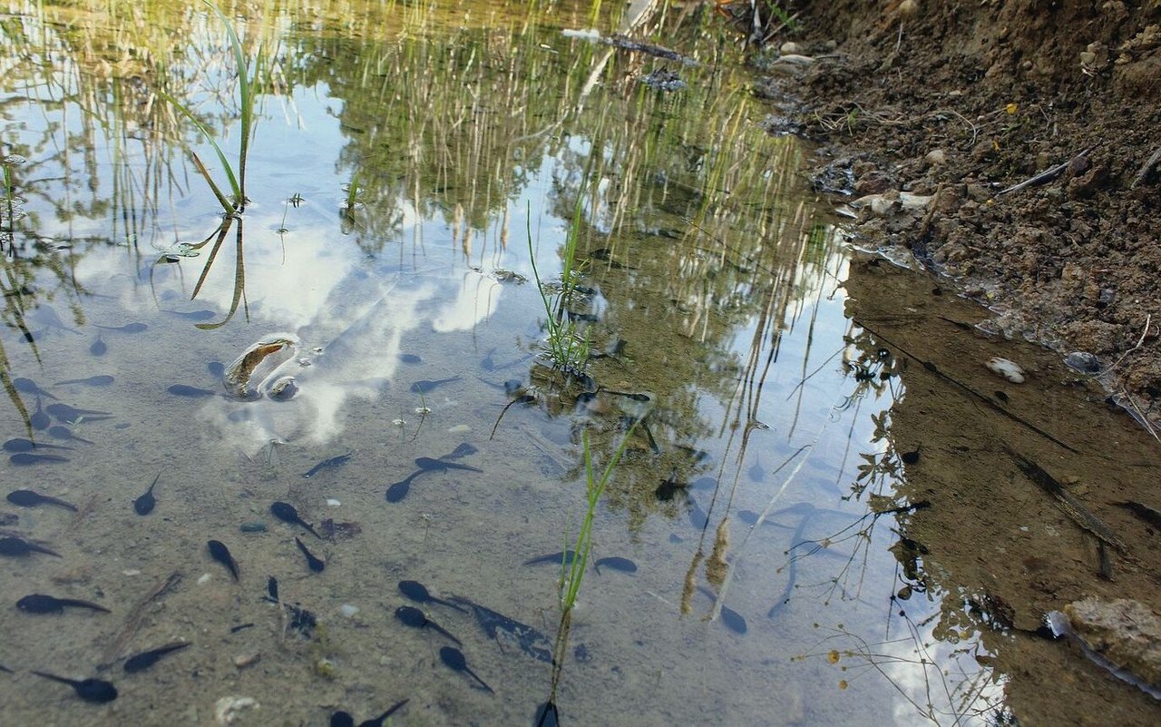 Nicht nur für Karpen, sondern auch für Amphibien sind die Teiche ein Paradies.