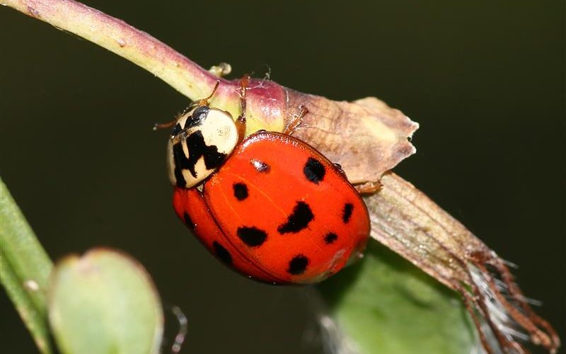 Der invasive asiatische Marienkäfer kann an der typischen Färbung seines Halsschilds erkannt werden – schwarze Punkte auf weissem Grund, die ein M bilden.