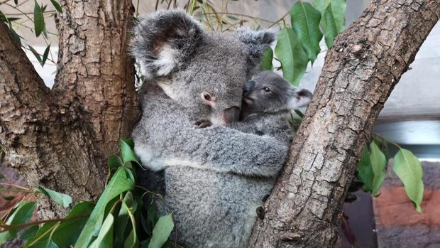Koala Pippa mit Uki