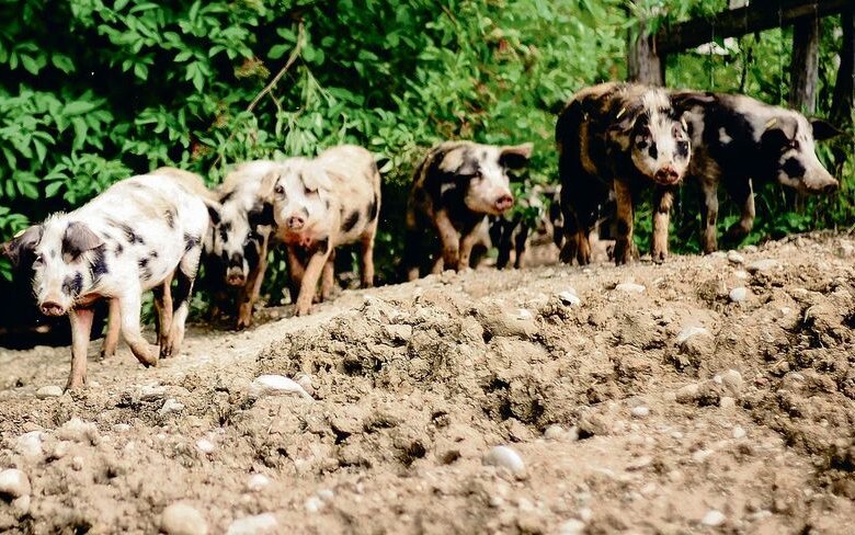 Die Turopolje-Schweine auf dem Hof «Zur chalte Hose» wachsen in einer sehr artgerechten Haltung auf.