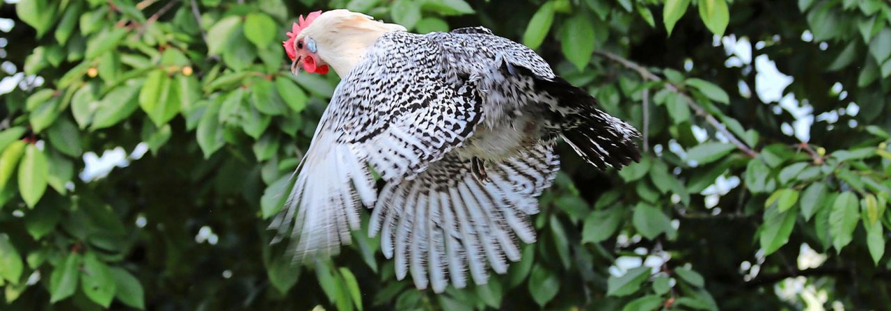 Manche können es, andere nicht. Die Ostfriesische Möwe gehört zu den Hühnern mit gutem Flugvermögen.