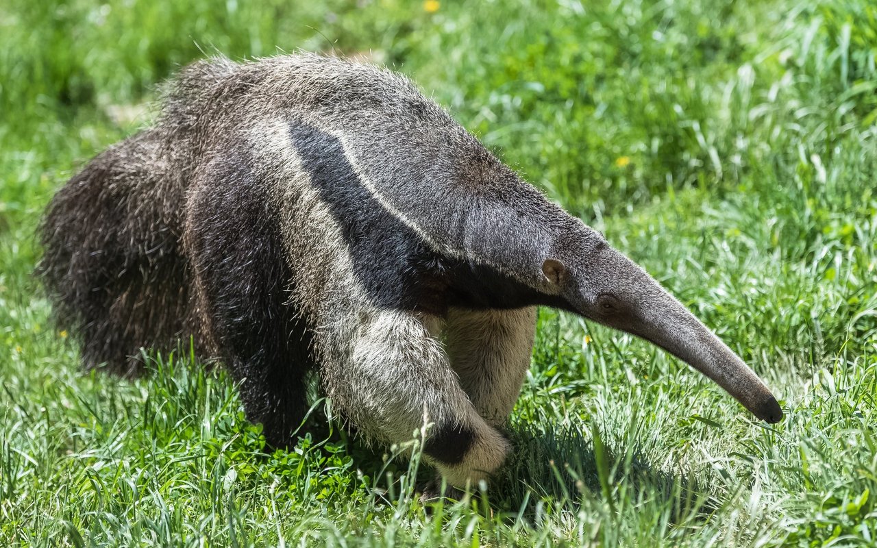 Ameisenbären sind dünn gesät in Schweizer Zoos. Der Grosse Ameisenbär ist im Zoo Zürich zu sehen.
