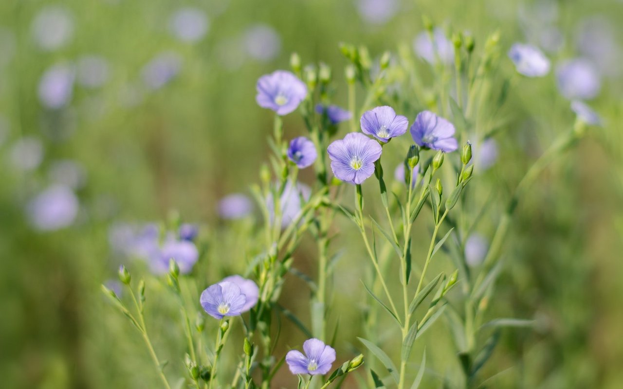 Vor 100 Jahren behandelten Landwirte auf der Alp ihre kranken Tiere mangels rasch erreichbarem Viehdoktor mit überliefertem Kräuterwissen, einfachen Hausmitteln und viel Einfallsreichtum – von Heilpflanzen über Kaffee und Grappa bis hin zu Wein.