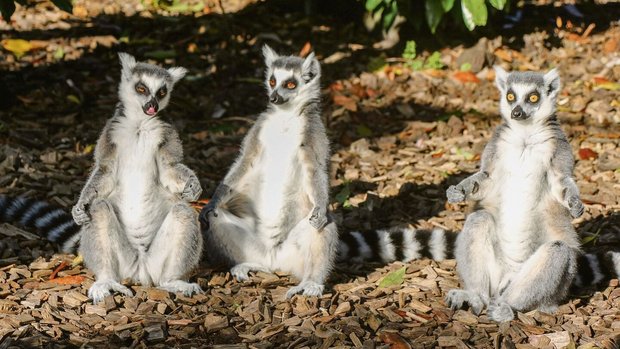 Die Kattas im Bioparc Genf baden gerne in der Sonne und schätzen Substrat, das Wärme abstrahlt.