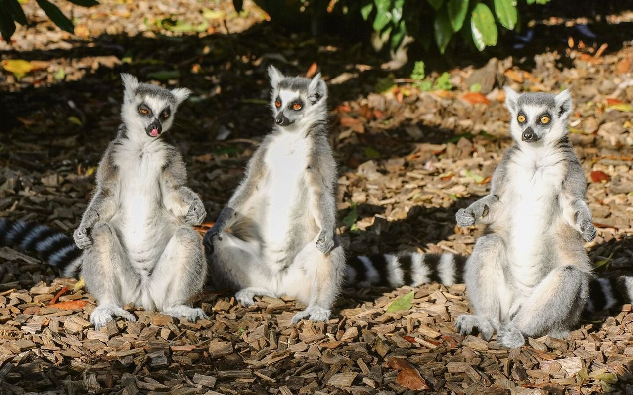 Die Kattas im Bioparc Genf baden gerne in der Sonne und schätzen Substrat, das Wärme abstrahlt.