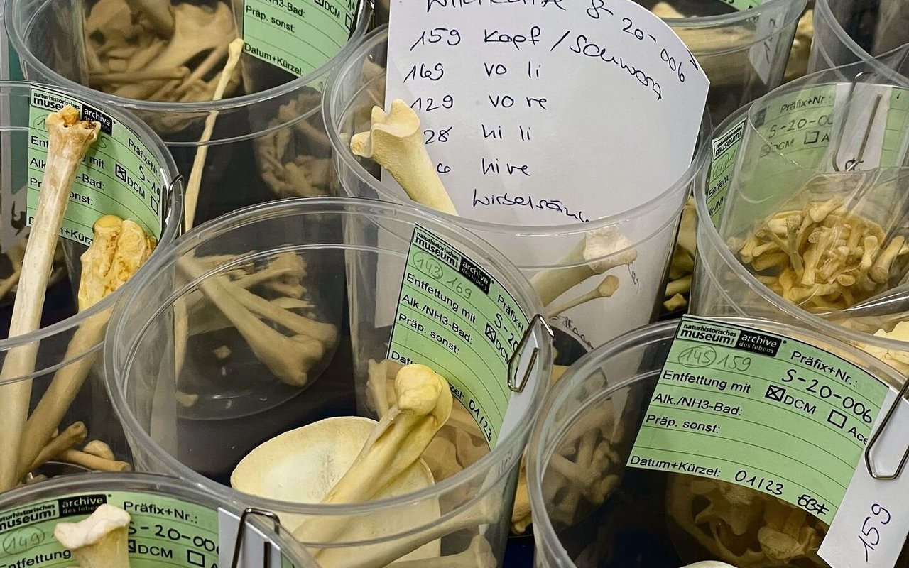 Knochen von verschiedensten Tierarten werden gesammelt.