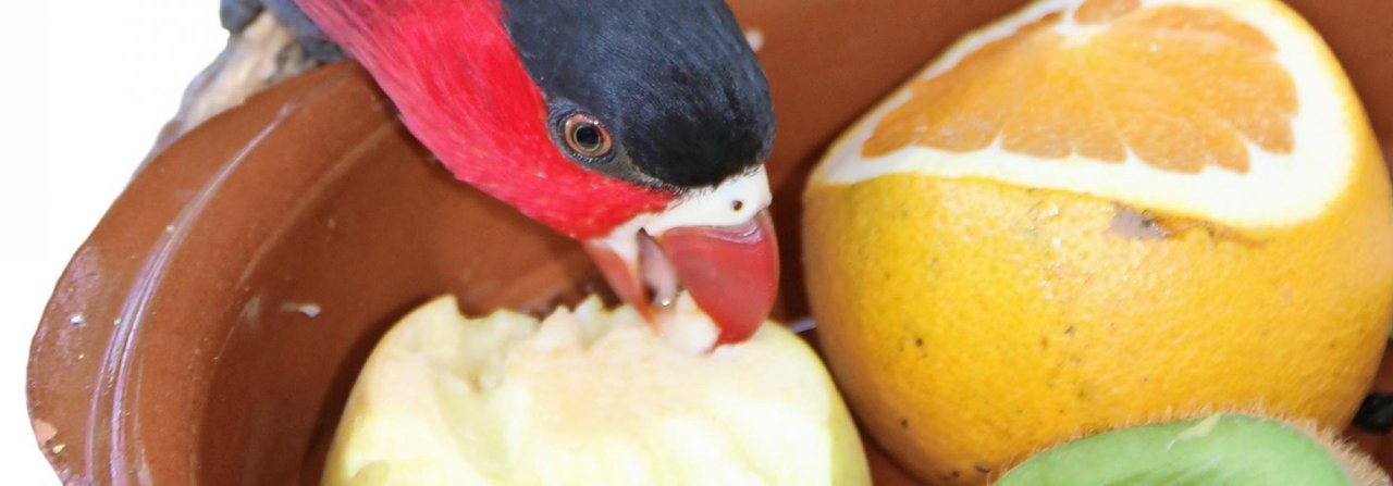 Dieser Schwarzsteisslori beisst sich gerne Stücke aus ganzen Früchten.