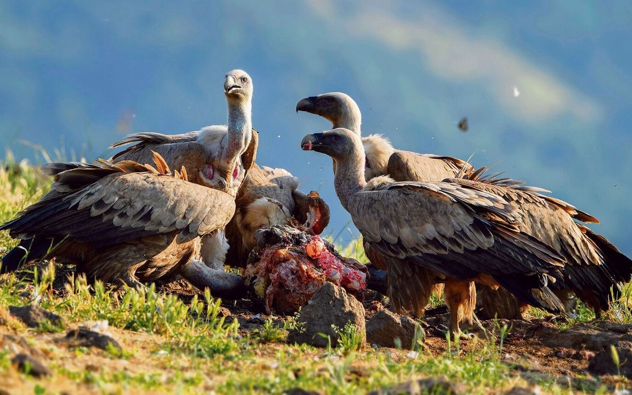 Gänsegeier leben in Kolonien und ernähren sich von Aas. Junge Gänsegeier fliegen im Sommer in die Schweiz ein. 