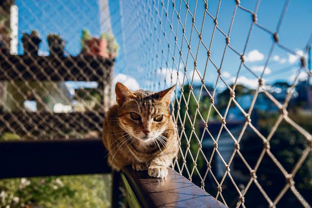 Das Netz schützt die Katze auf dem Balkon vor dem Herunterfallen. 