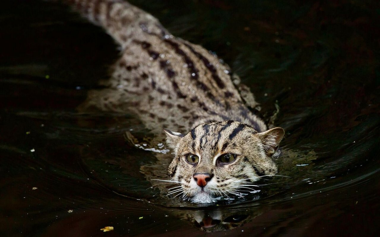 Für die Fischkatze gehört Wasser zum Lebensraum.