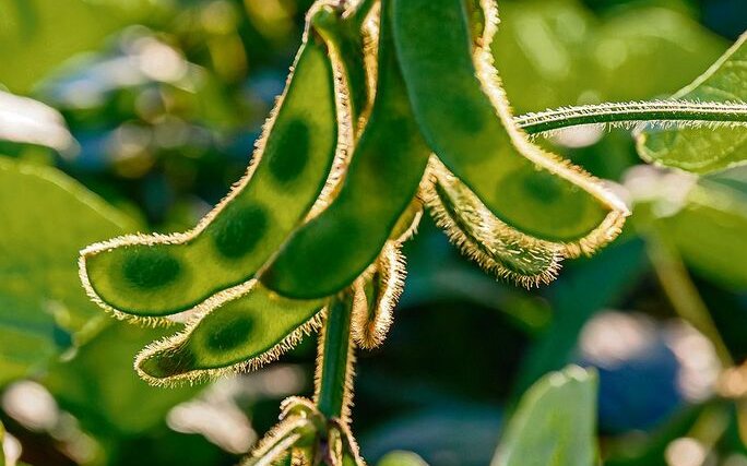 Edamame ist aus der asiatischen Küche nicht wegzudenken.