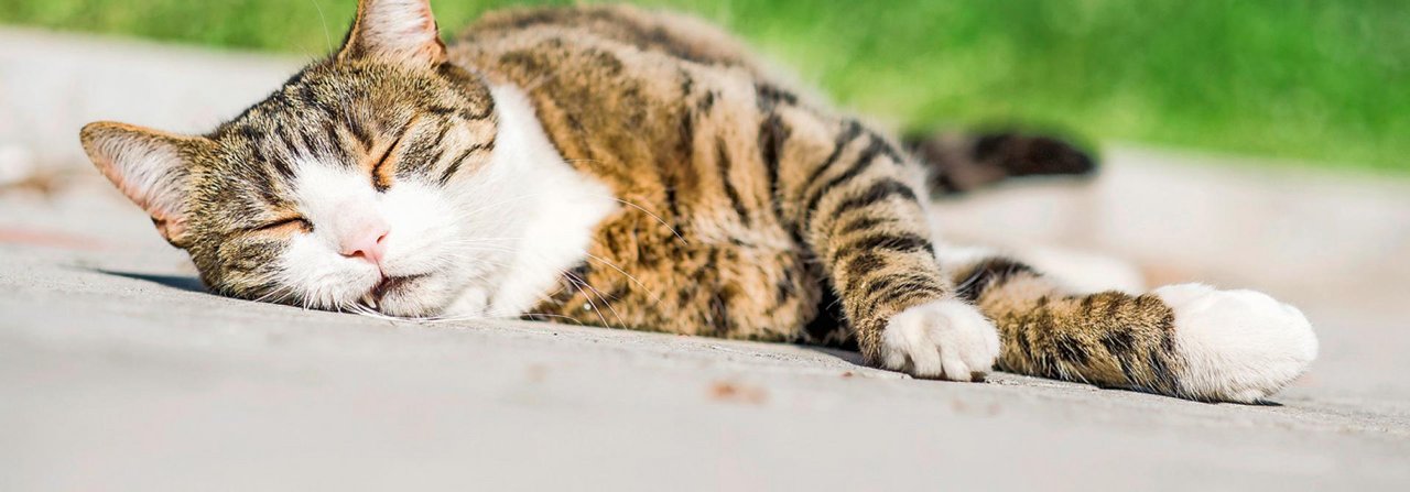 Eingecremt oder auch nicht: Diese Katze geniesst die Sonne sichtlich.