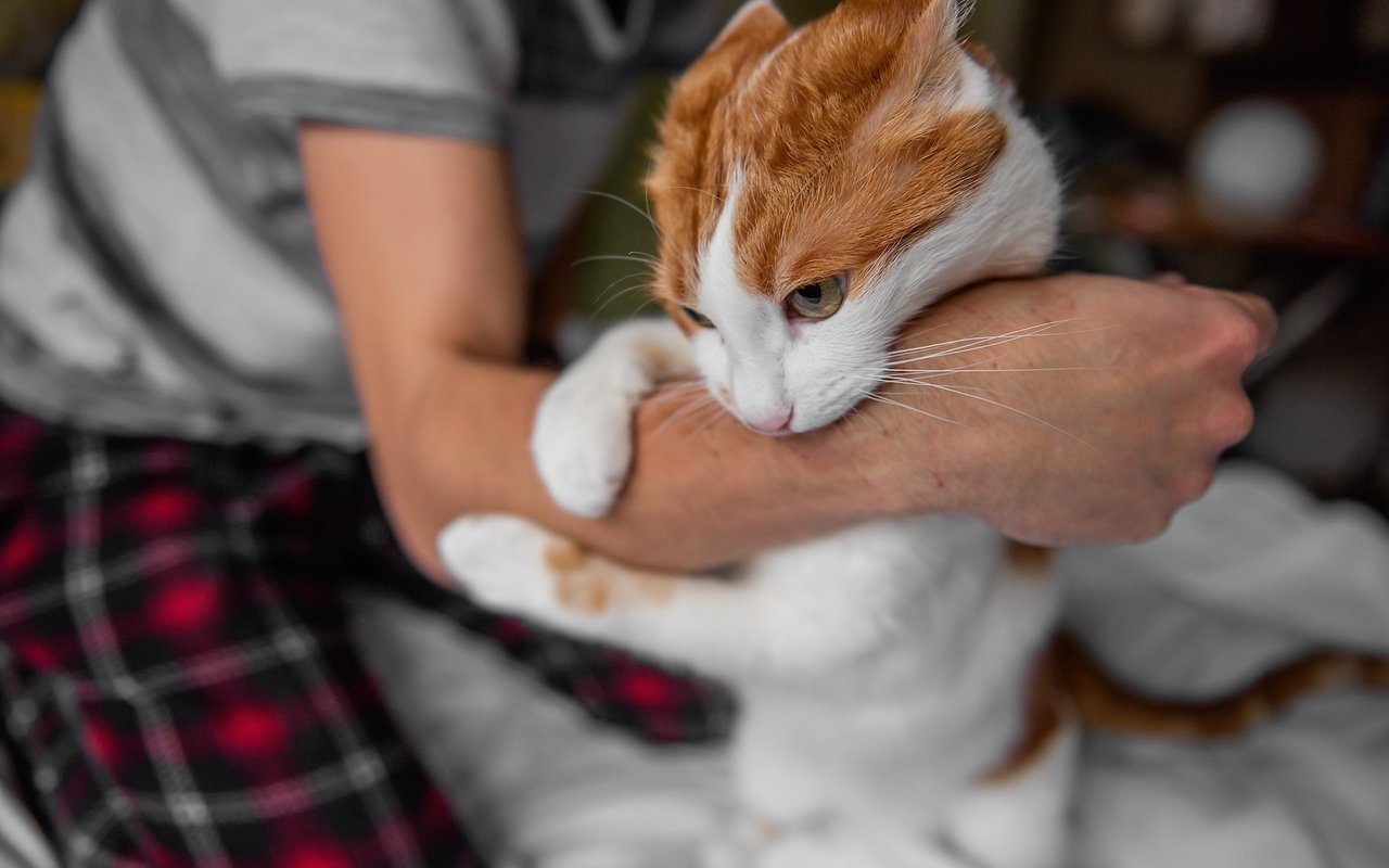 Die zweithäufigsten Bisse beim Menschen kommen von Katzen. 