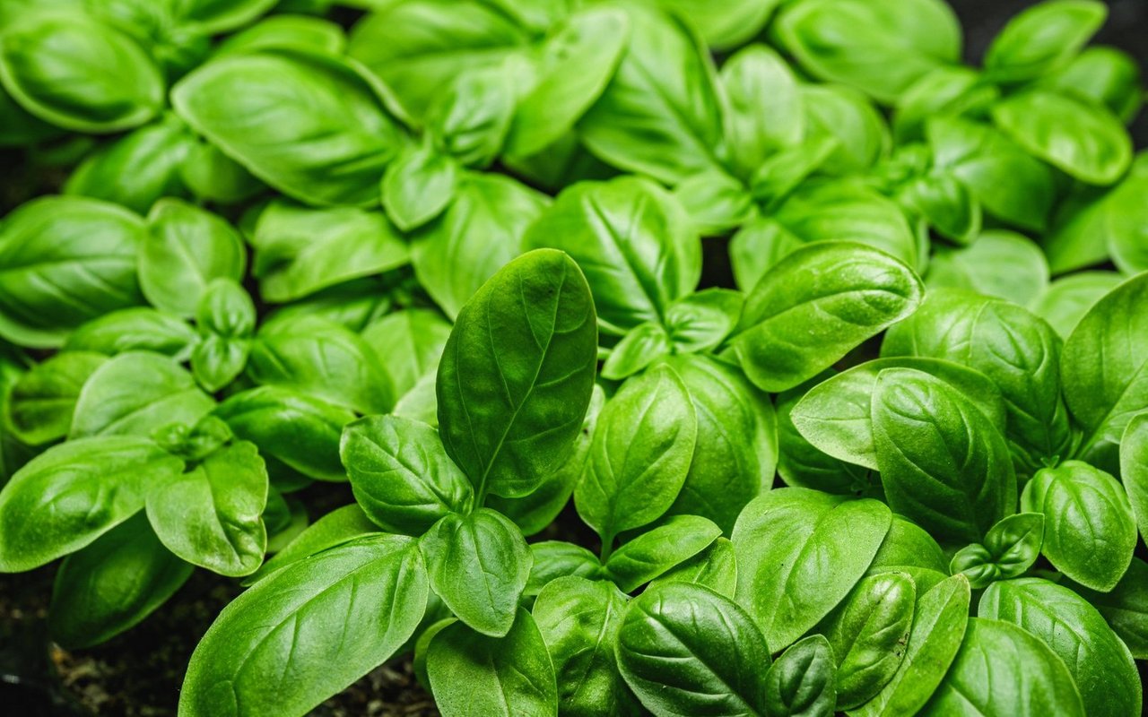 Basilikum verkörpert mediterranes Lebensgefühl und ist zugleich ein empfindliches, aber lohnendes Kraut für alle, die es richtig pflegen.