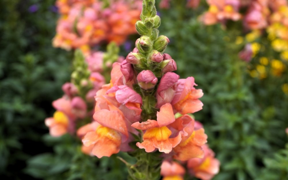 Grosse Löwenmäulchen (Antirrhinum majus) werden vor allem von Hummeln bestäubt.