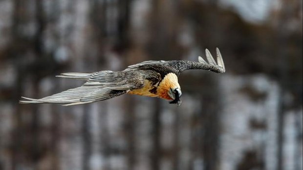 Bartgeier im Flug