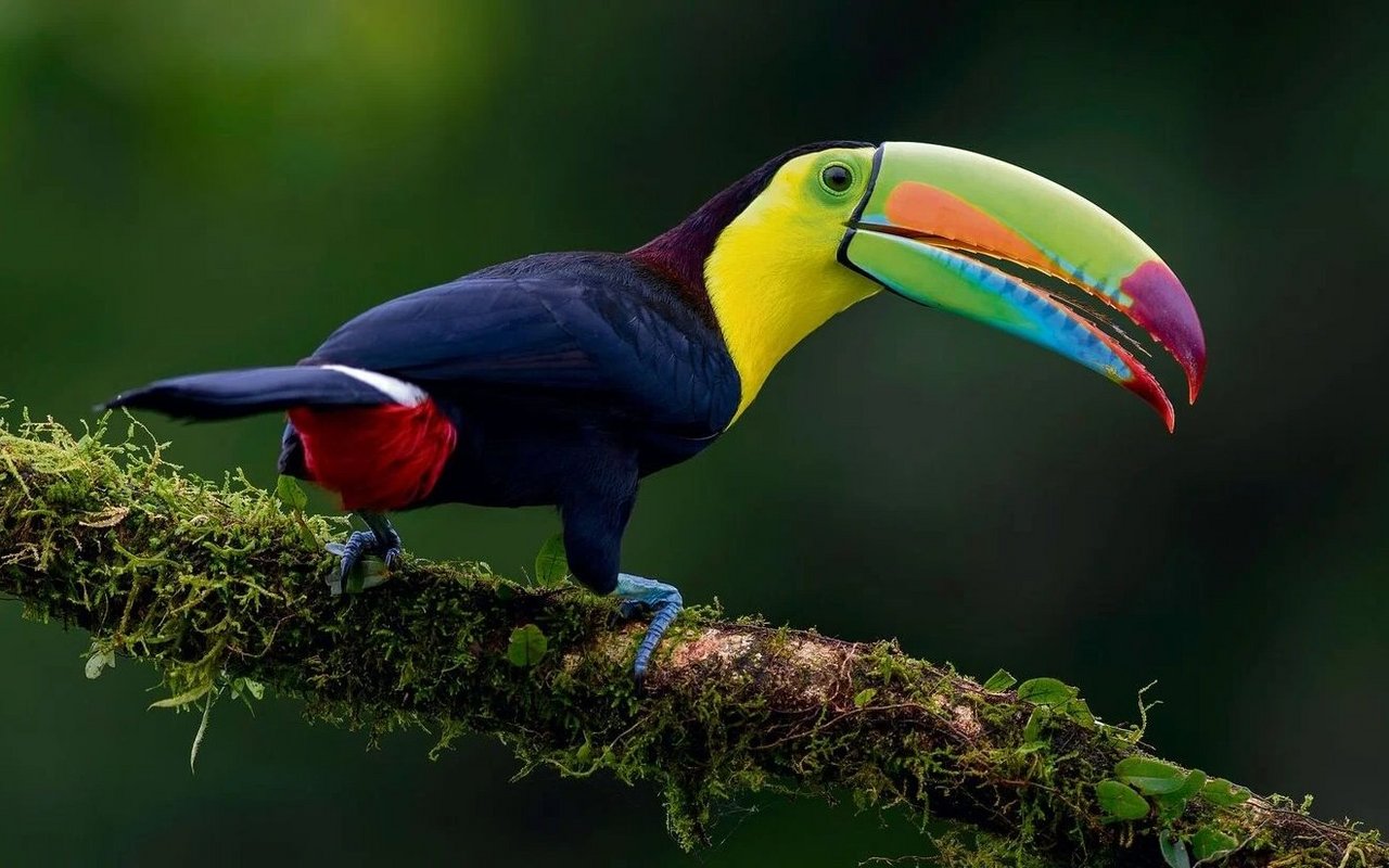 Der Schnabel des Tukan hilft beim Früchtepflücken und beim Regulieren der Körpertemperatur.