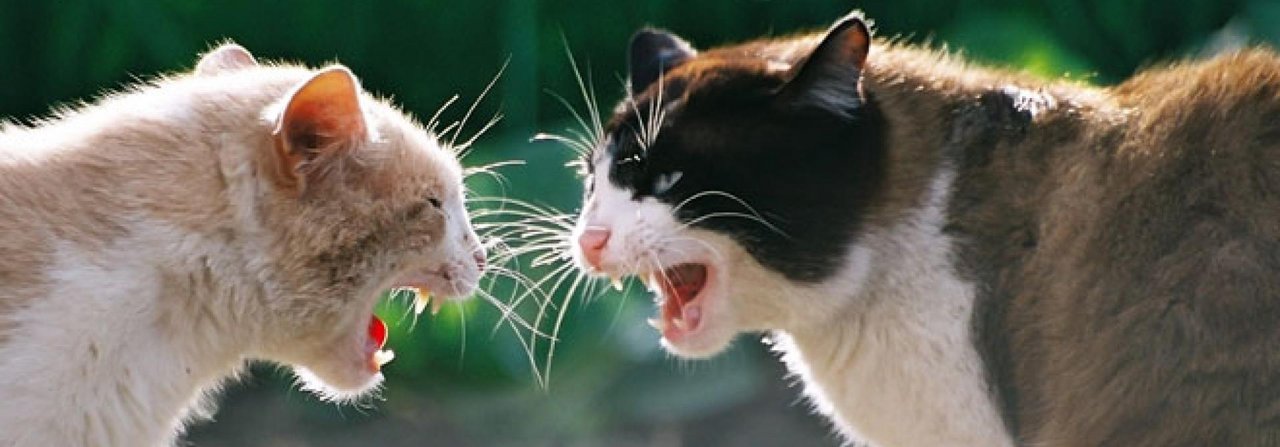 Mobbing und Dauerstreit sind Gift für Katzen.