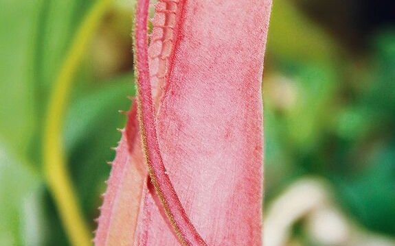 Die Kannen der Nepenthes-Arten sind mit einem Schirm geschützt und haben für Insekten verlockende Farben. 
