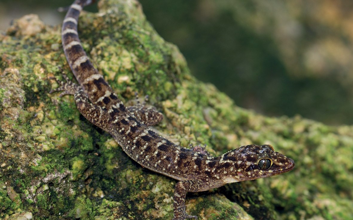 Krummzehen-Gecko (Cyrtodactylus santana)