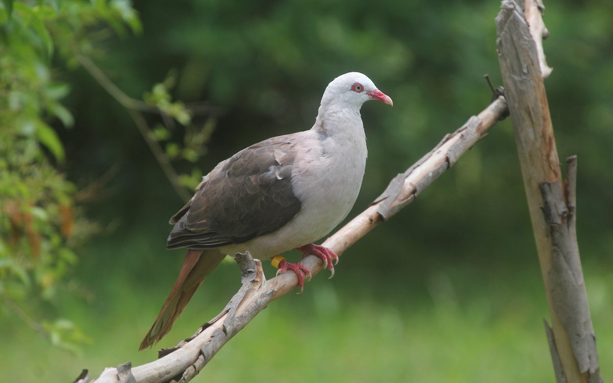 Dank dem Wissen zur Haltung und Zucht, können sich Zoos beim Erhalt seltener Arten engagieren, wie beispielsweise bei der Mauritiustaube. 