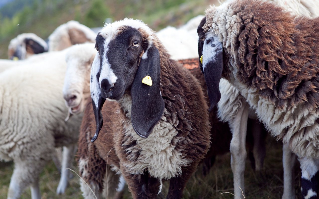 Saaser Mutten zählen zu den grössten Schweizer Schafen.