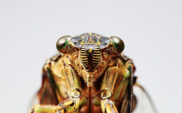 Singzikaden Einzigartige Sänger der Natur tierwelt.ch TierWelt