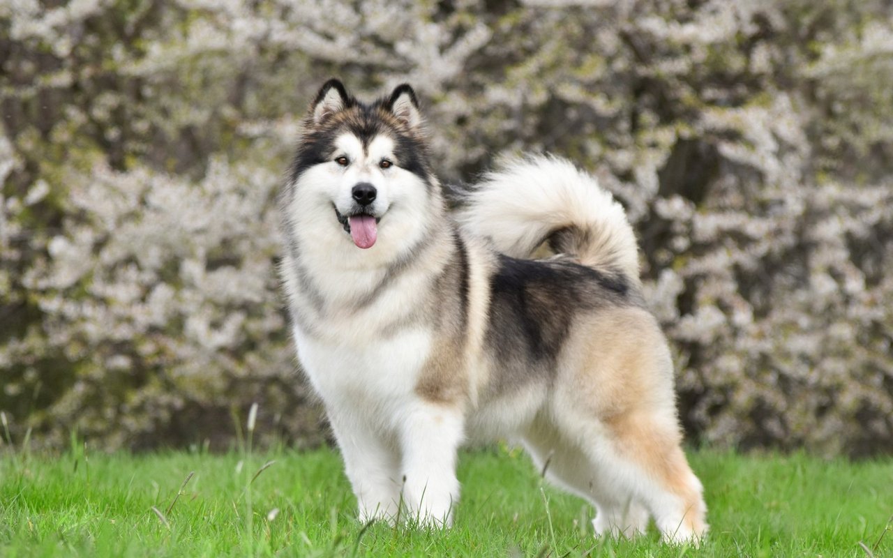 Der Alaskan Malamute ist der grösste und mächtigste Schlittenhund.