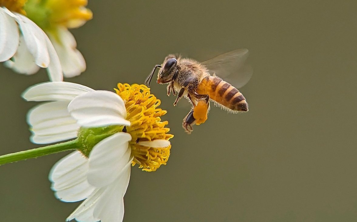 Pflanzenschutzmittel haben negative Auswirkungen auf Honigbienen. 