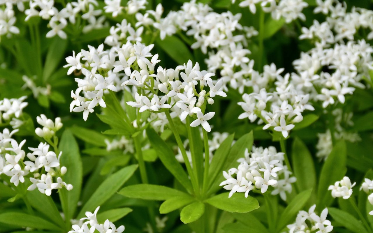 Waldmeister (Galium odoratum)