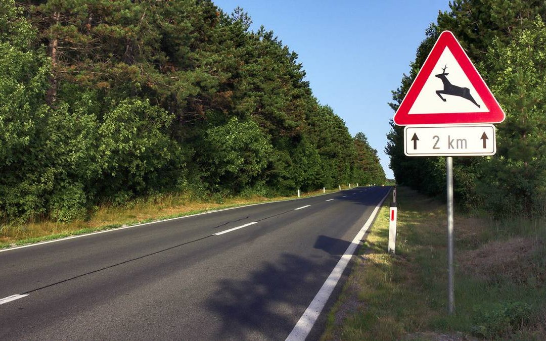 Vor allem Rehe, Hirsche und Wildschweine bewegen sich gerne in der Dämmerung. 