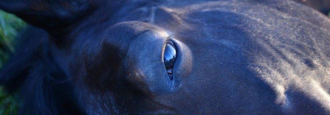 Wenn ein Pferd unter starken Schmerzen leidet, ist die Euthanasie eine Erlösung.