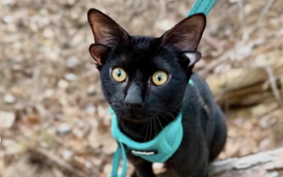 Dobby wurde mit vier Ohrmuscheln geboren.