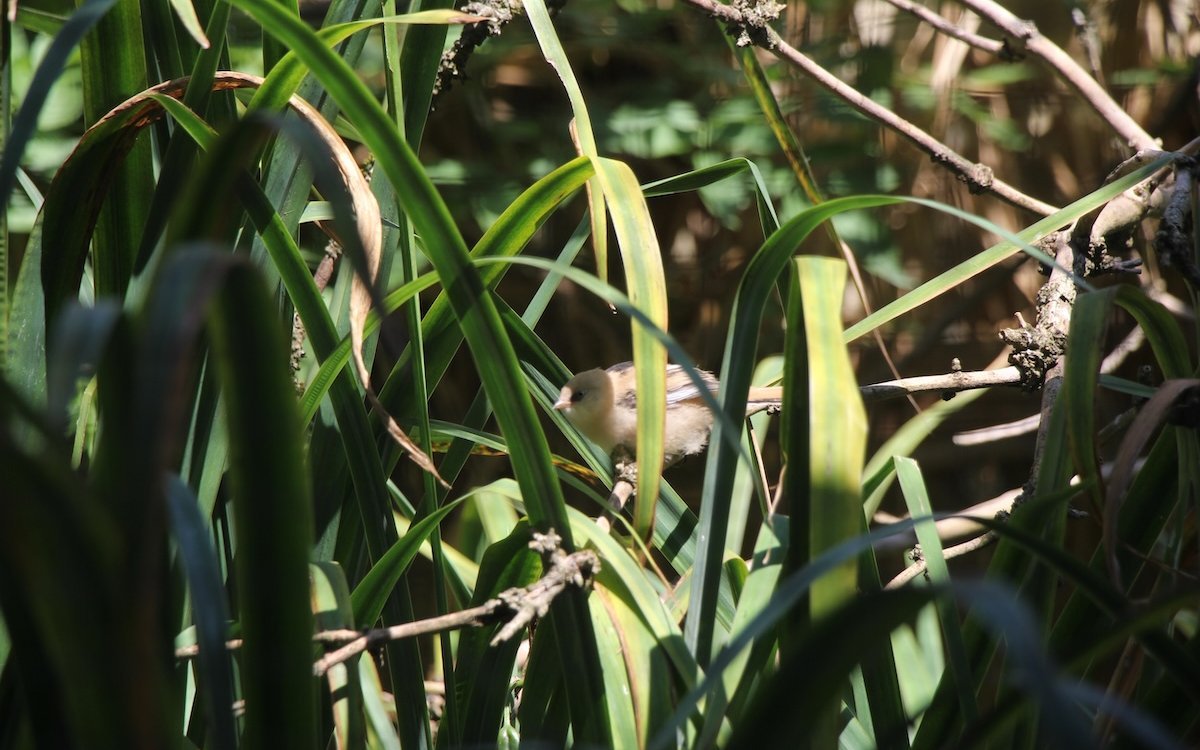 Die Bartmeise huscht in ihrer Voliere im Tierpark Lange Erlen durch Schilf wie in der Natur, beispielsweise am Neuenburgersee. 