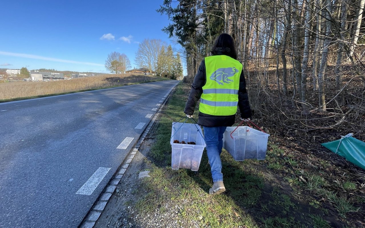 Die gesammelten Kröten werden in den Plastikboxen über diese Strasse getragen.