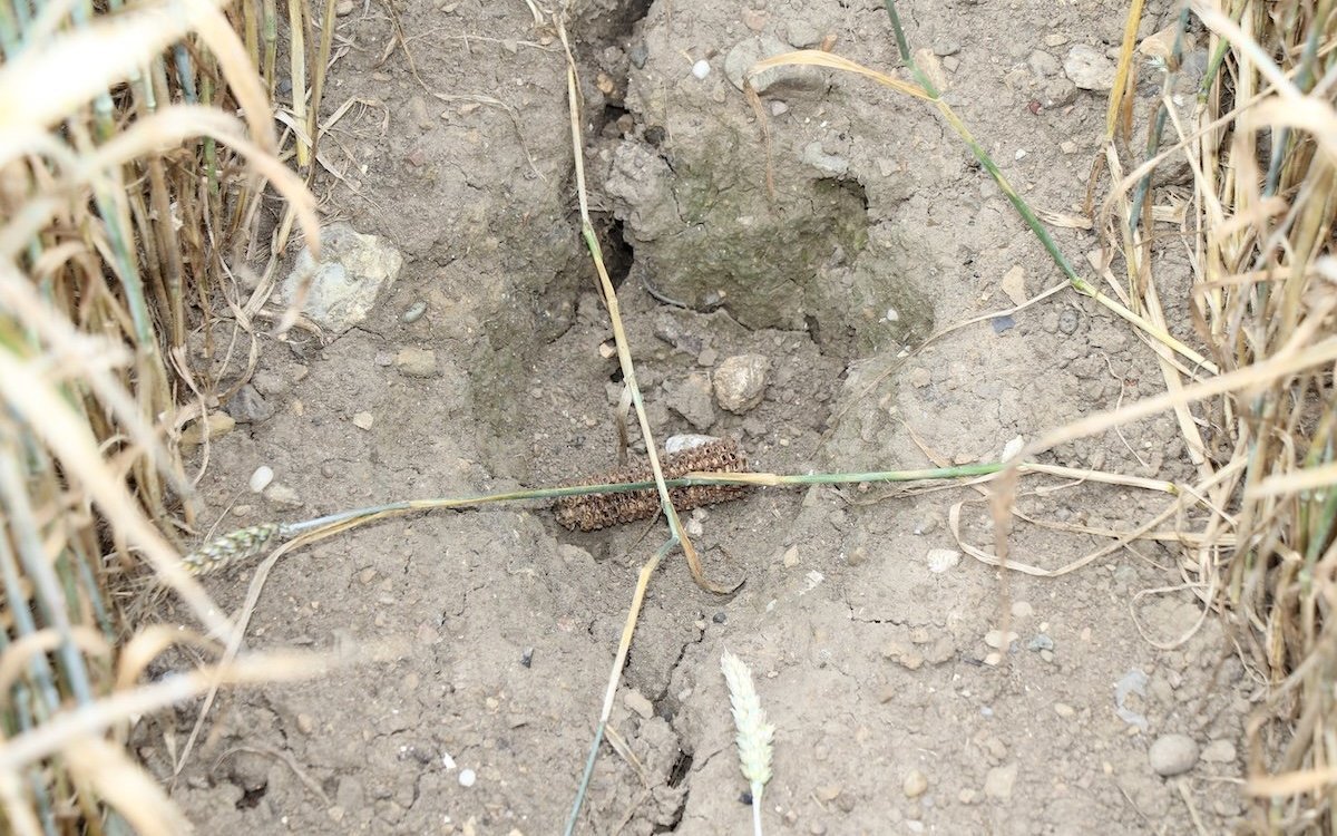 Das Corpus Delicti im Weizenfeld: Ein ausgegrabener Maiskolben in einem Erdloch im Feld.