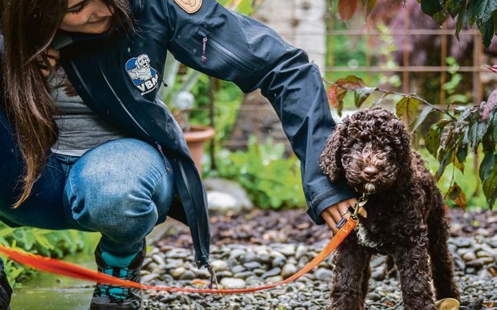 Ein Blindenhunde-Welpe erfordert vor allem viel Zeit, Geduld und Ausdauer.