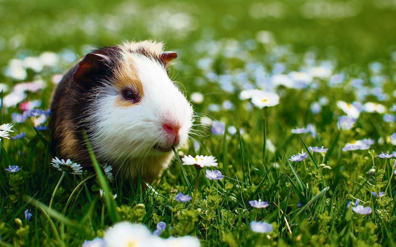 Meerschweinchen freuen sich über Auslauf, am besten in einer Voliere. 