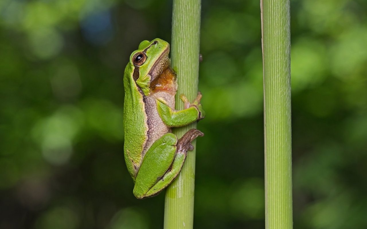 Der Europäische Laubfrosch gilt als hervorragender Kletterer.