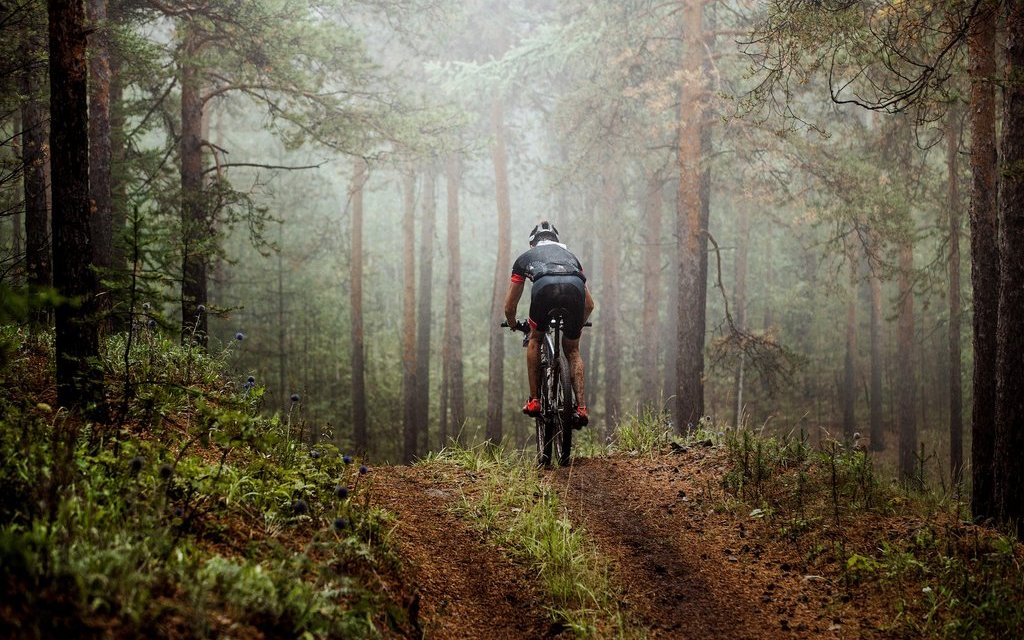 Wildtiere halten sich von den Mountainbikern fern und ändern deshalb ihr Verhalten.