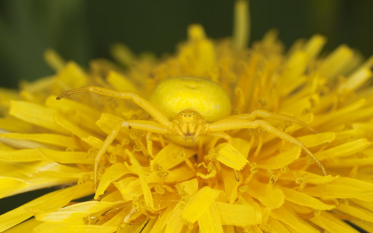 Perfekt getarnt können Tiere, wie die Krabbenspinne, Blumen als Lockmittel nutzen, um ihre Beute zu fangen.