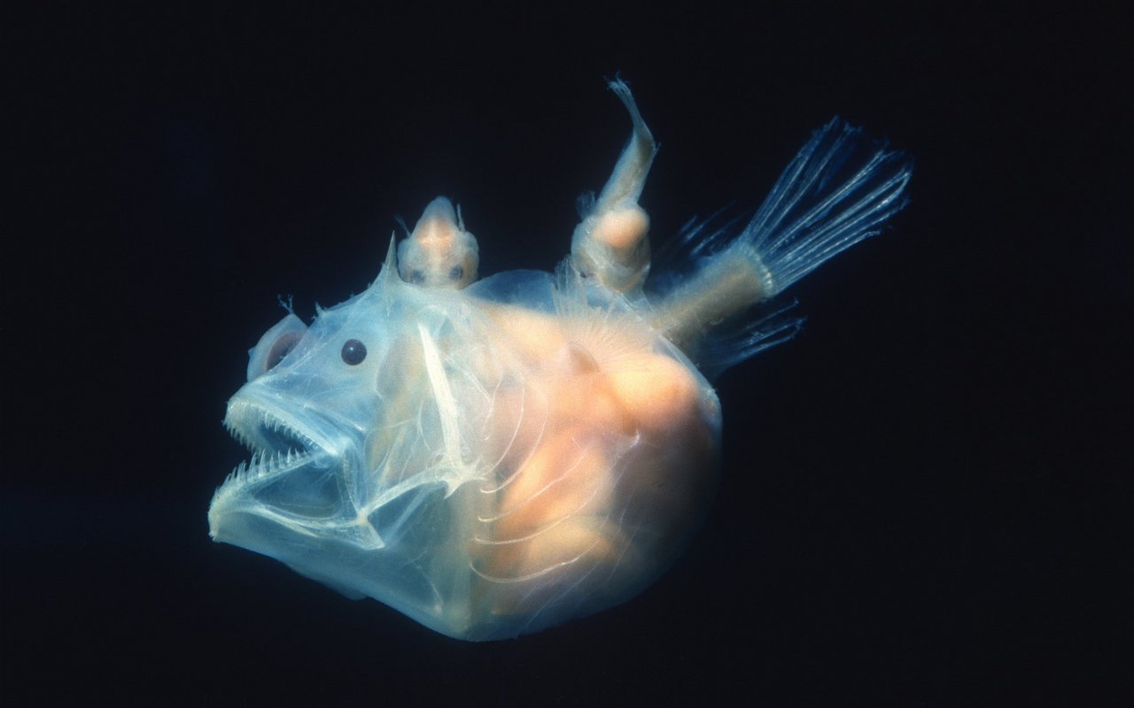 Dieses Anglerfisch-Weibchen trägt sogar zwei kleine Männchen mit sich, die als kleine Anhängsel auf ihrem Rücken mit ihr verschmolzen sind. 