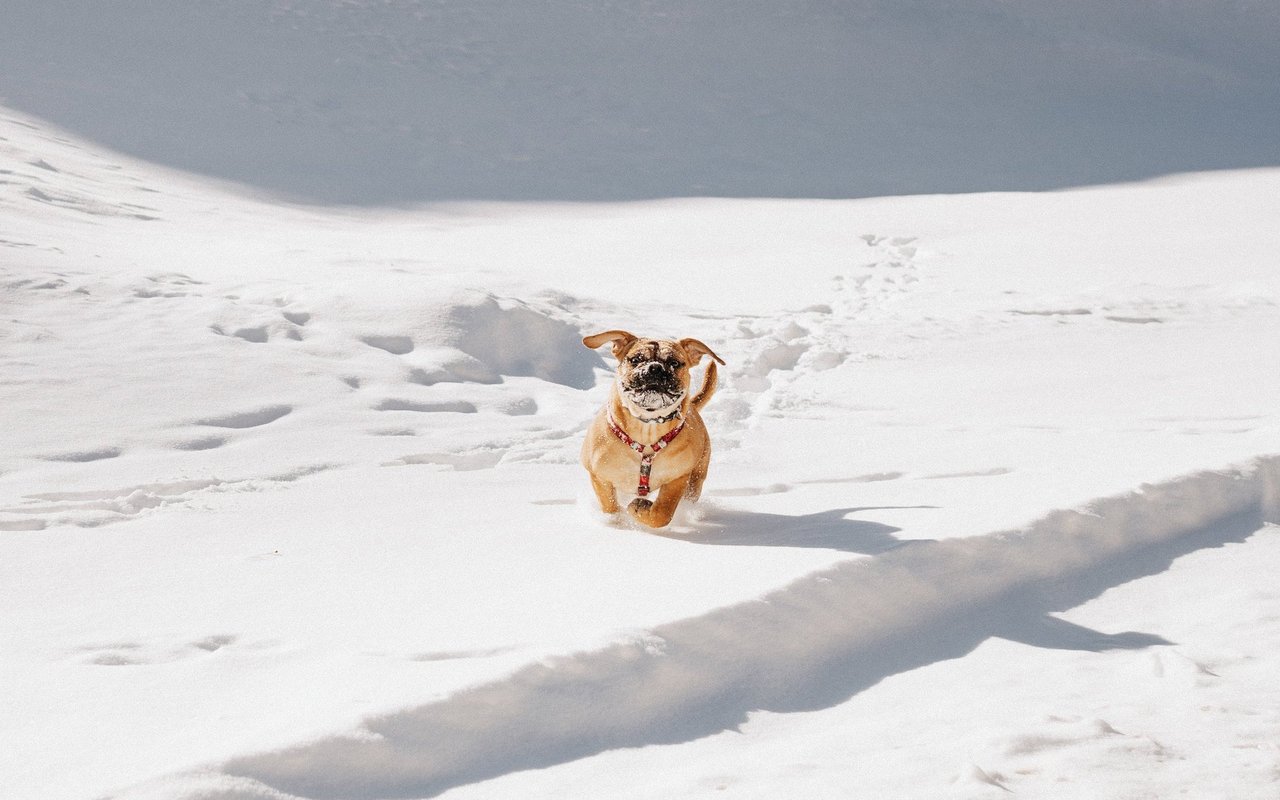 Frau Maier liebt Schnee und ist deshalb begeistert vom Winterwandern. 