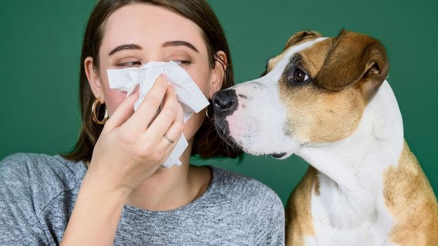 Vollkommen auf den Kontakt mit den geliebten Vierbeinern zu verzichten, ist für viele Tierallergikerinnen keine Lösung,auch wenn dies oft von Ärzten empfohlen wird.