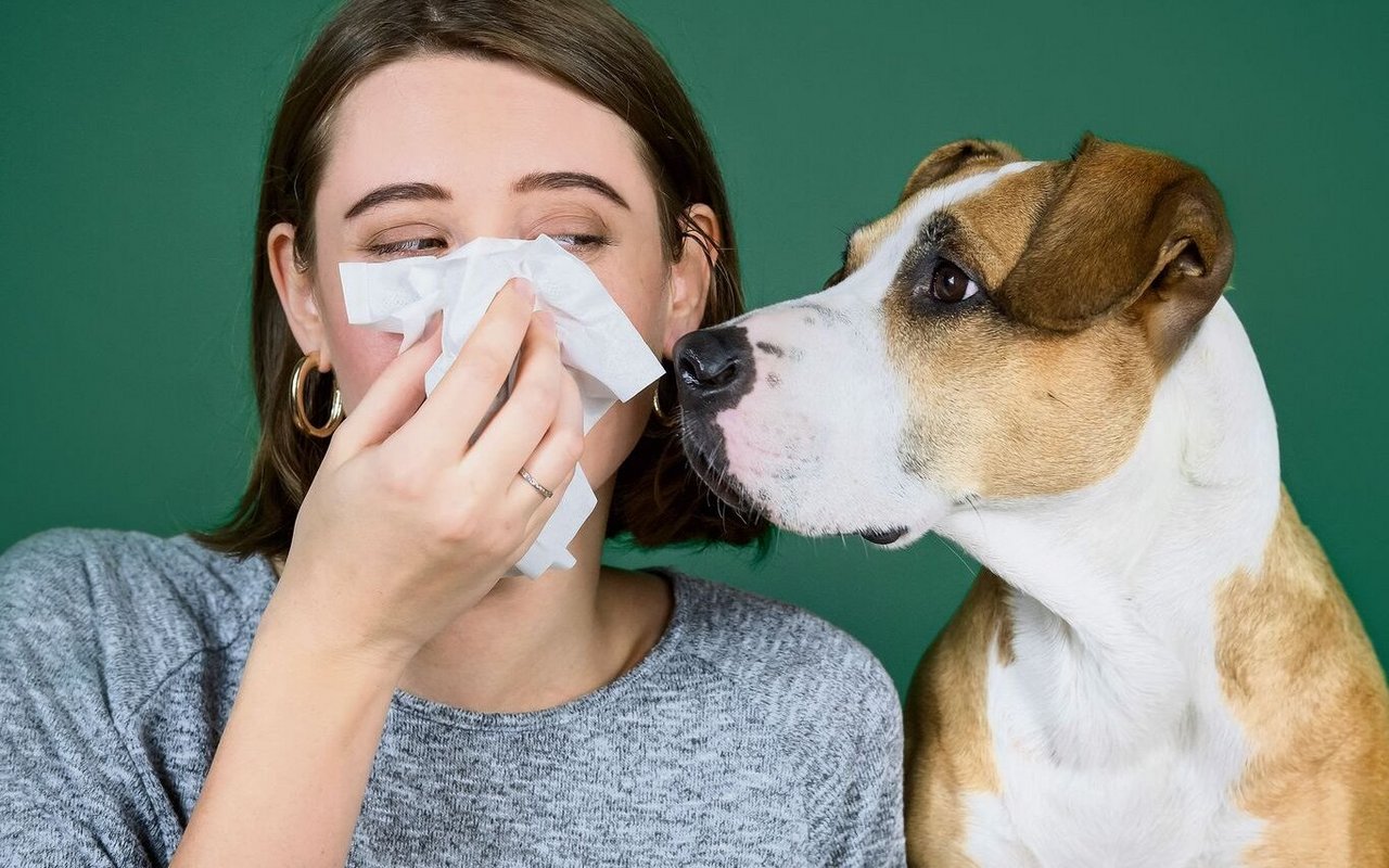 Vollkommen auf den Kontakt mit den geliebten Vierbeinern zu verzichten, ist für viele Tierallergikerinnen keine Lösung,auch wenn dies oft von Ärzten empfohlen wird.