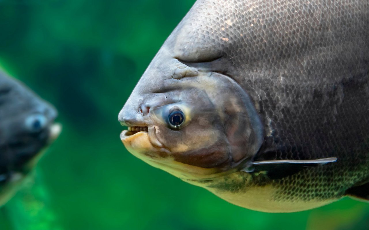 Der Schwarze Pacu ist mit einer maximalen Länge von 1,08 Metern und einem maximalen Gewicht von 30 Kilogramm einer der grössten Salmler.