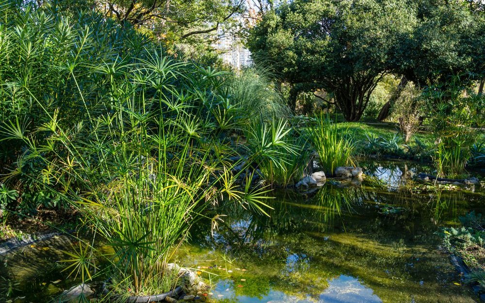 Zypergras im Sommer draussen im Teich.