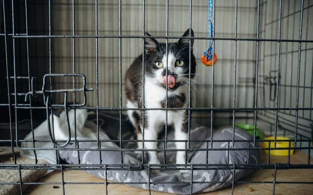 Viele der jährlich rund 10‘000 vermissten Katzen könnten dank Mikrochip rasch nach Hause zurückgebracht werden, statt den oft monatelangen Umweg über ein Tierheim zu nehmen.