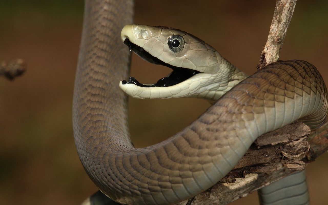 Die Schwarze Mamba gilt nicht umsonst als die giftigste Schlange der Welt.